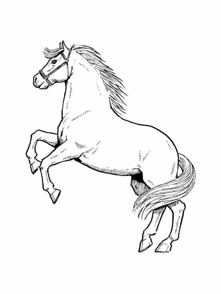 Раскраска. Лошади. Картинка лошадь раскраска. Лошадь рисунок. Конь раскраска для детей.