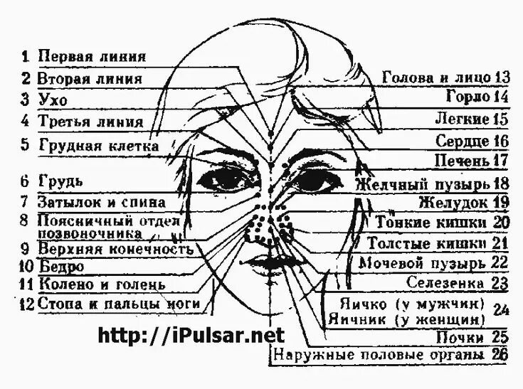 Название лбов. Названия частей лица человека схема. Болезни по лицу диагностика. Схема лица болезни. Определяем болезни по лицу.