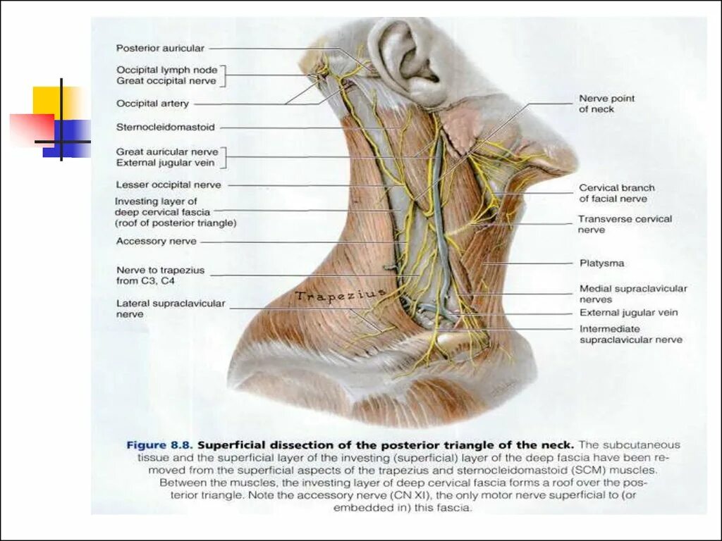 Spatium retropharyngeum. Блуждающий нерв анатомия шея. Диафрагмальный нерв, шейная петля, кожные ветви.. Блуждающий нерв в области шеи. Ветви блуждающего нерва на шее.