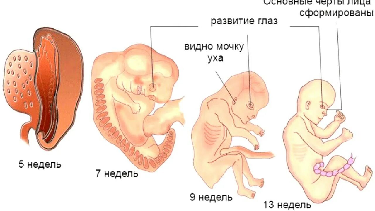 Первый триместр длится