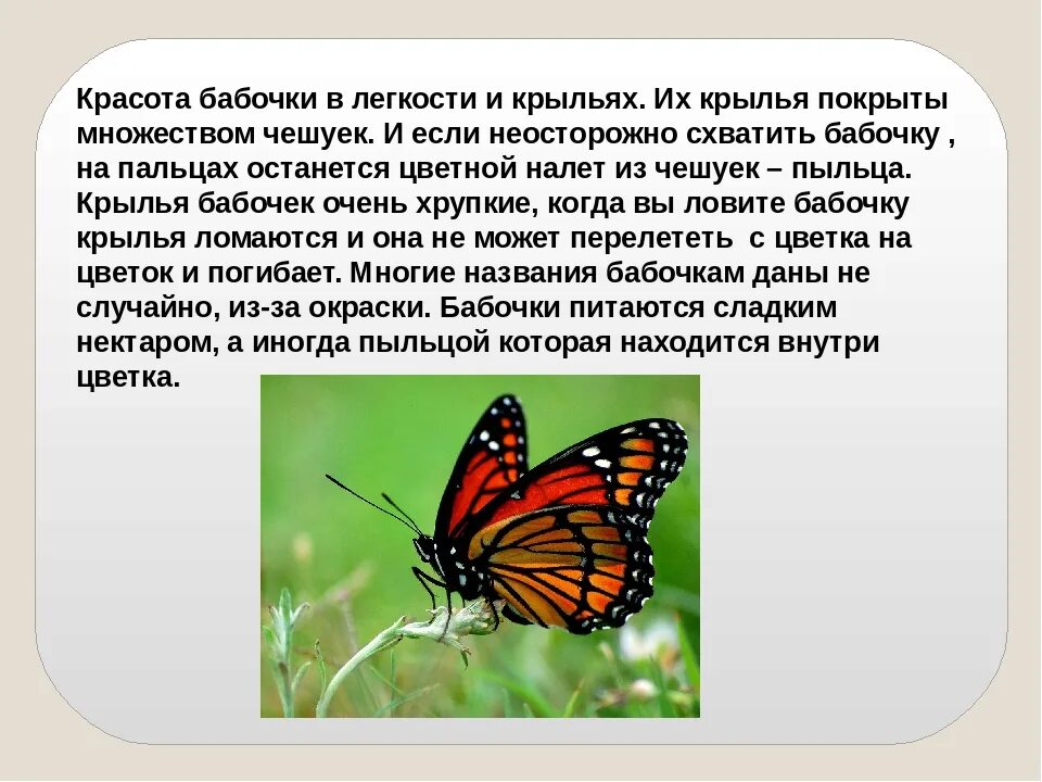 Бабочка составить слова. Сообщение о бабочке. Доклад про бабочку. Бабочки для презентации. Бабочки окружающий мир.