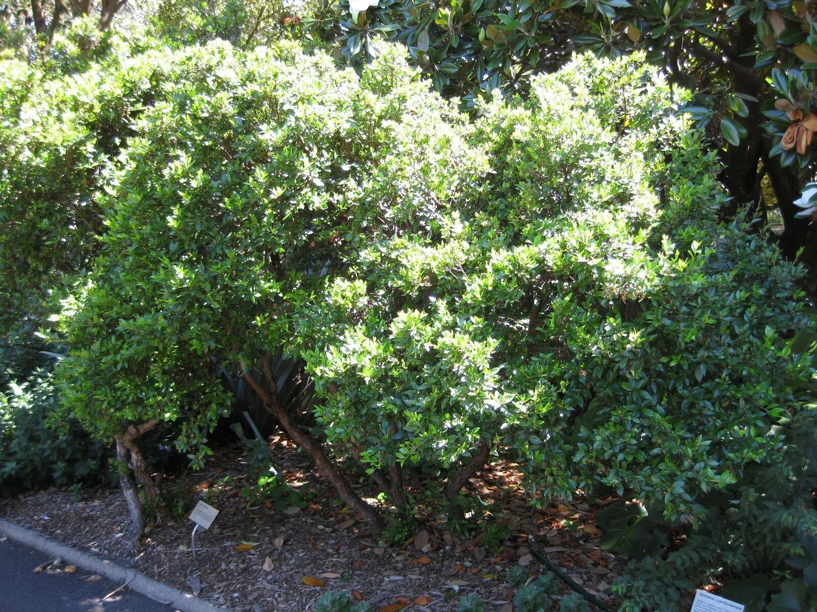 Мирт вариегатный. Мирт обыкновенный кустарник. Myrtus communis. Мирт вариегатный мелколистный. Мирт обыкновенный куст.
