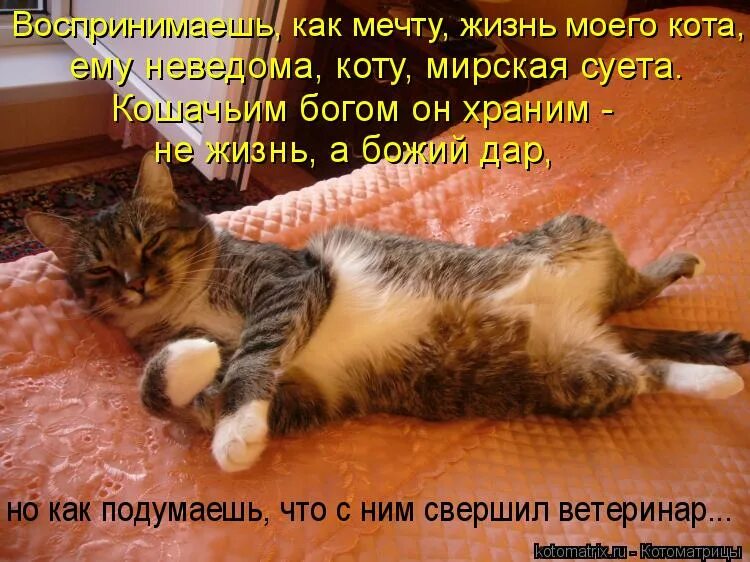 Кот суетится. Боже кота храни. Мой кот Бог. Кот беготня суета. Там поспать