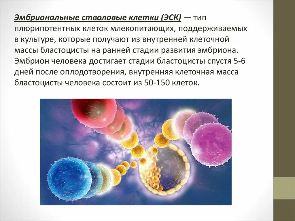 Эмбриональные стволовые клетки. Эмбриональные клетки. Виды эмбриональных стволовых клеток. Метод эмбриональных стволовых клеток. Эмбриональные стволовые клетки человека.