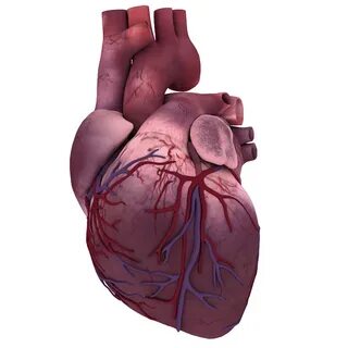 Сердце биология картинки