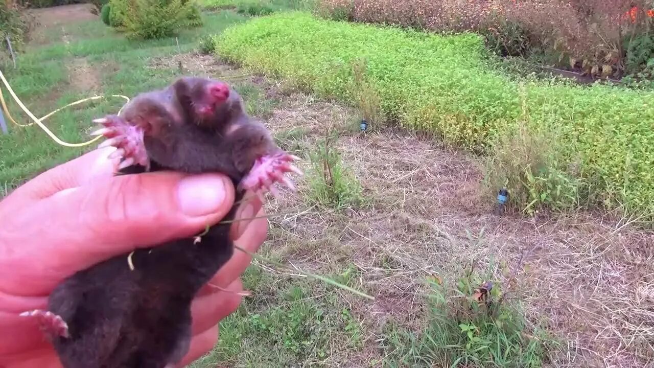 Как поймать крота на участке. Крот слепыш медведка. ЛОВУШКА для слепыша.