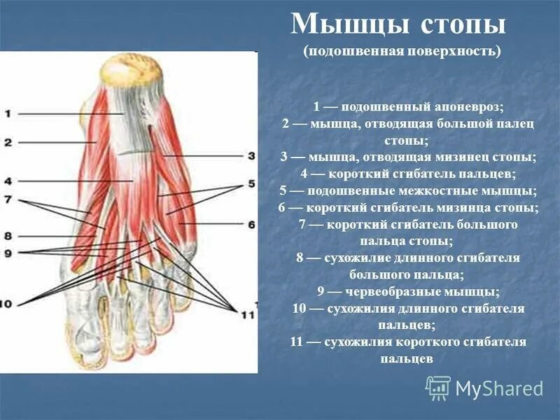 Отводящий большой палец стопы. Мышца подошвенный сгибатель. Подошвенные межкостные мышцы стопы. Мышцы подошвенной поверхности стопы. Подошвенный сгибатель стопы.