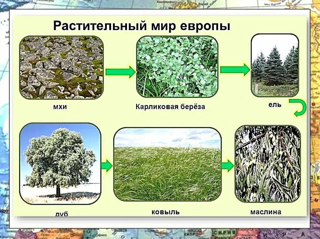 Растительные сообщества 7 класс задания. Растения на материке Евразия. 10 Растений Евразии. Растительный мир Евразии Евразии. Растительный ми евразеии.