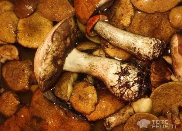 Моховики грибы заморозка. Жареные моховики. моховик после варки. грибы после термообработки. сколько варить моховики грибы.