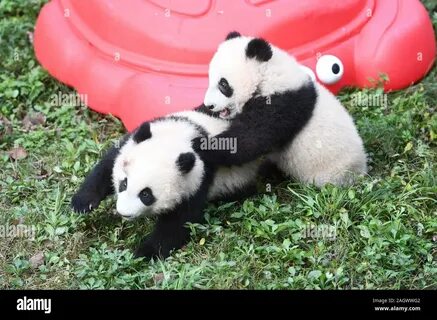 Panda 4 baby.