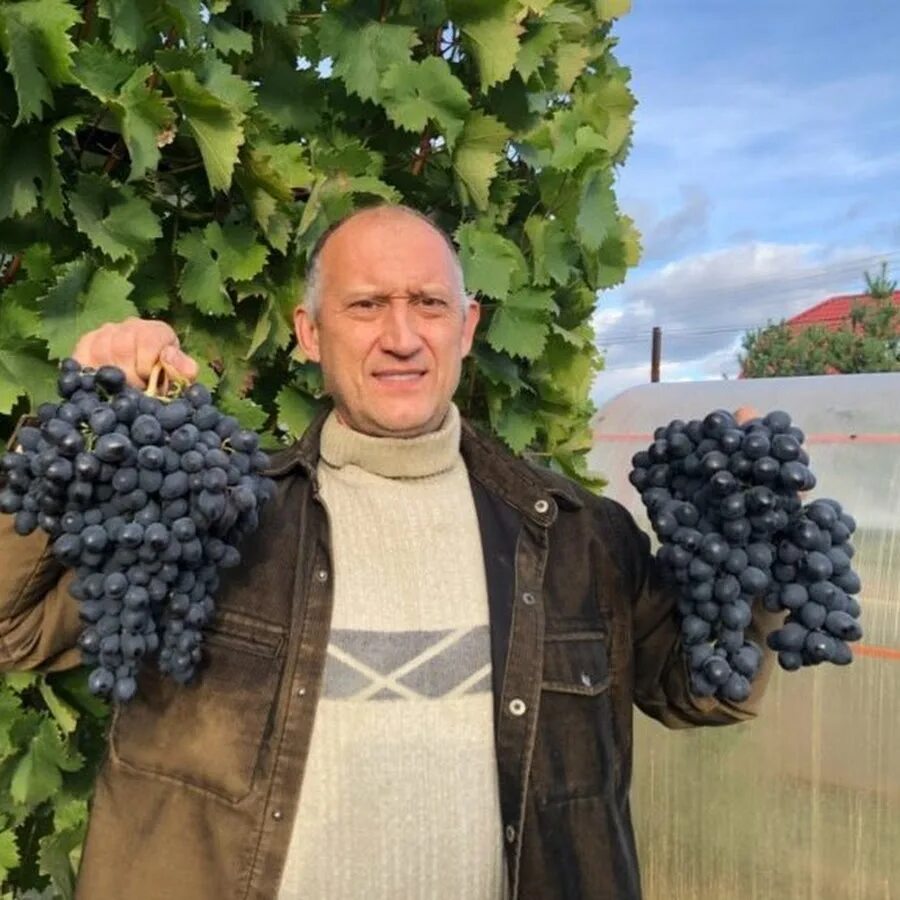 Печальный виноградарь. Группы виноградарей. Semilon vinograt sort. Группы виноградарей. Сорта винограда новочеркасского института виноградарства.