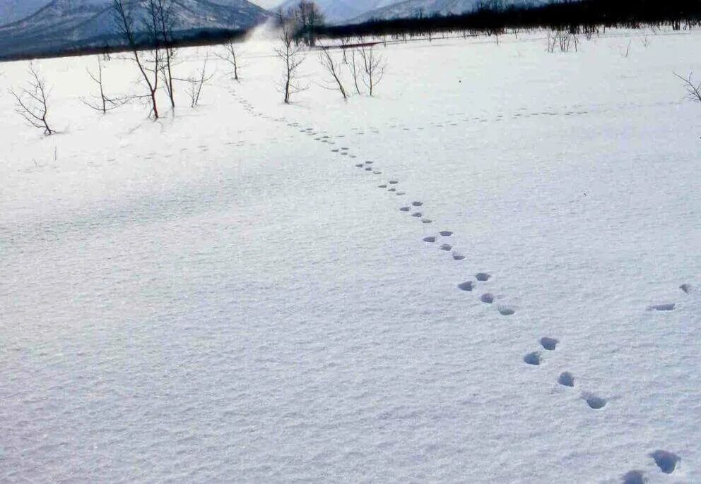 Следы зайца беляка на снегу. След зайца направление беляк. Как выглядят следы зайца. Следы зайца на снегу. Следы зайца русака.