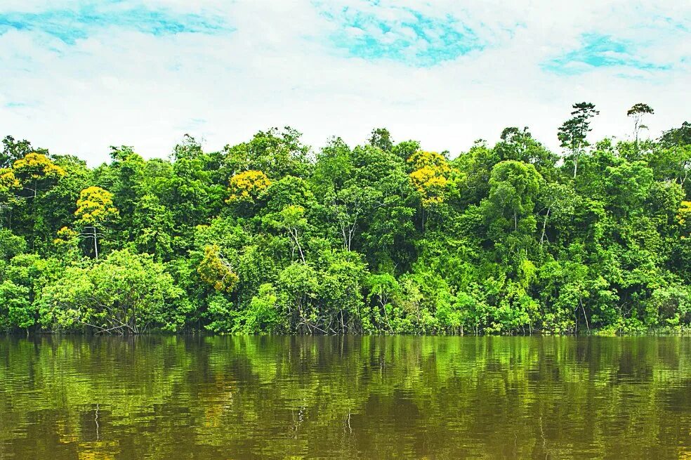 Амазонас бразил. Джунгли называют легкими нашей планеты?. Манаус бразилия амазонка. Дождевые леса амазонии. Река амазонка в бразилии.