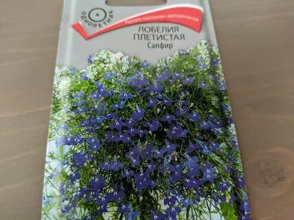 Лобелия регата сапфир отзывы