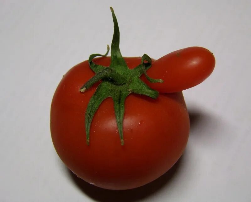 Сорт томата кнопка фото и описание. Томат Синьор помидор. Помидоры помидоры помидоры овощи частушка. Реклама томатов. Реклама помидор.