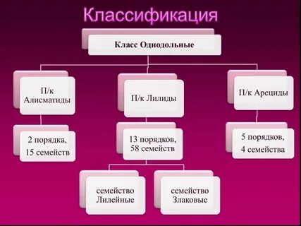 Однодольные систематика