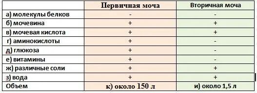 Первичная моча отличается от плазмы крови отсутствием. Состав первичной и вторичной. Первичная и вторичная моча. Первичная и вторичная моча таблица. Первичной и вторичной мочи.