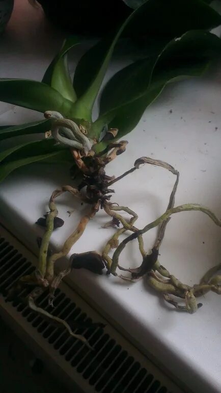 Корни орхидеи. Садовая Орхидея корни. Сожженные корни орхидеи. Втягивающиеся корни орхидеи. Подстричь корень