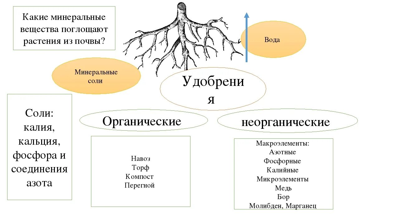 Корневое питание растений 6 класс биология. Биология 6 класс минеральное питание (почвенное ) питание растений. Почвенное питание растений 6 класс биология таблица. Минеральное питание растений схема 6 класс.