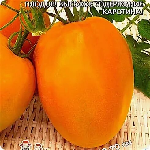 Томат оранжевое чудо характеристика