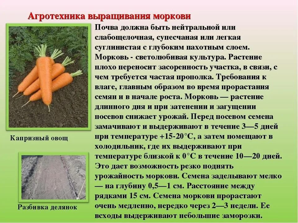 Как вырастить хорошую морковь в открытом грунте. Агротехника выращивания моркови. Агротехника возделывания моркови. Технология посева моркови .. Овощи овощные растения.