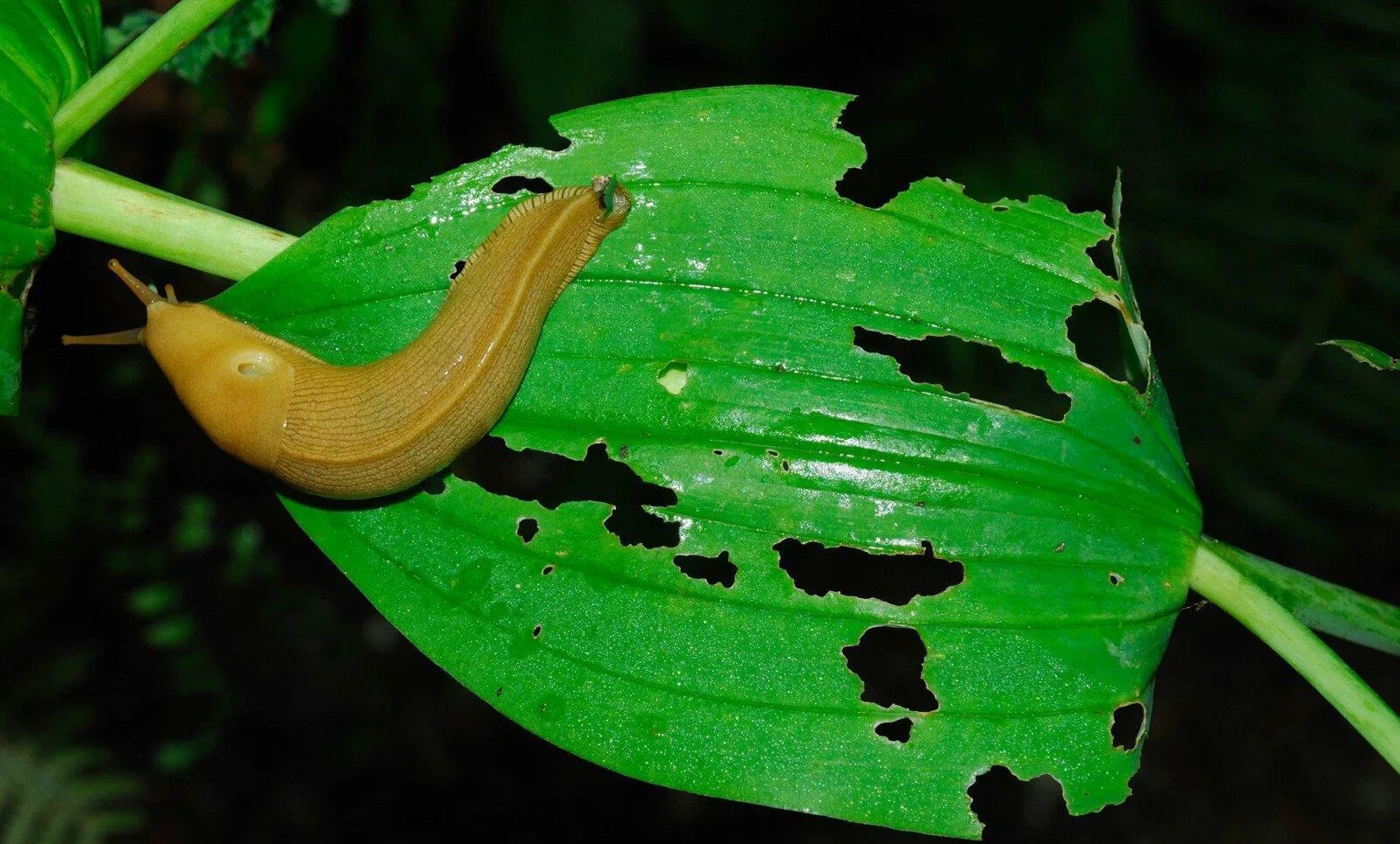 хоста слизни и улитки. полевой слизень. слизень растение. слизни на огороде. брюхоногие слизни.