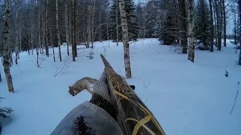 Волки выходят на охоту
