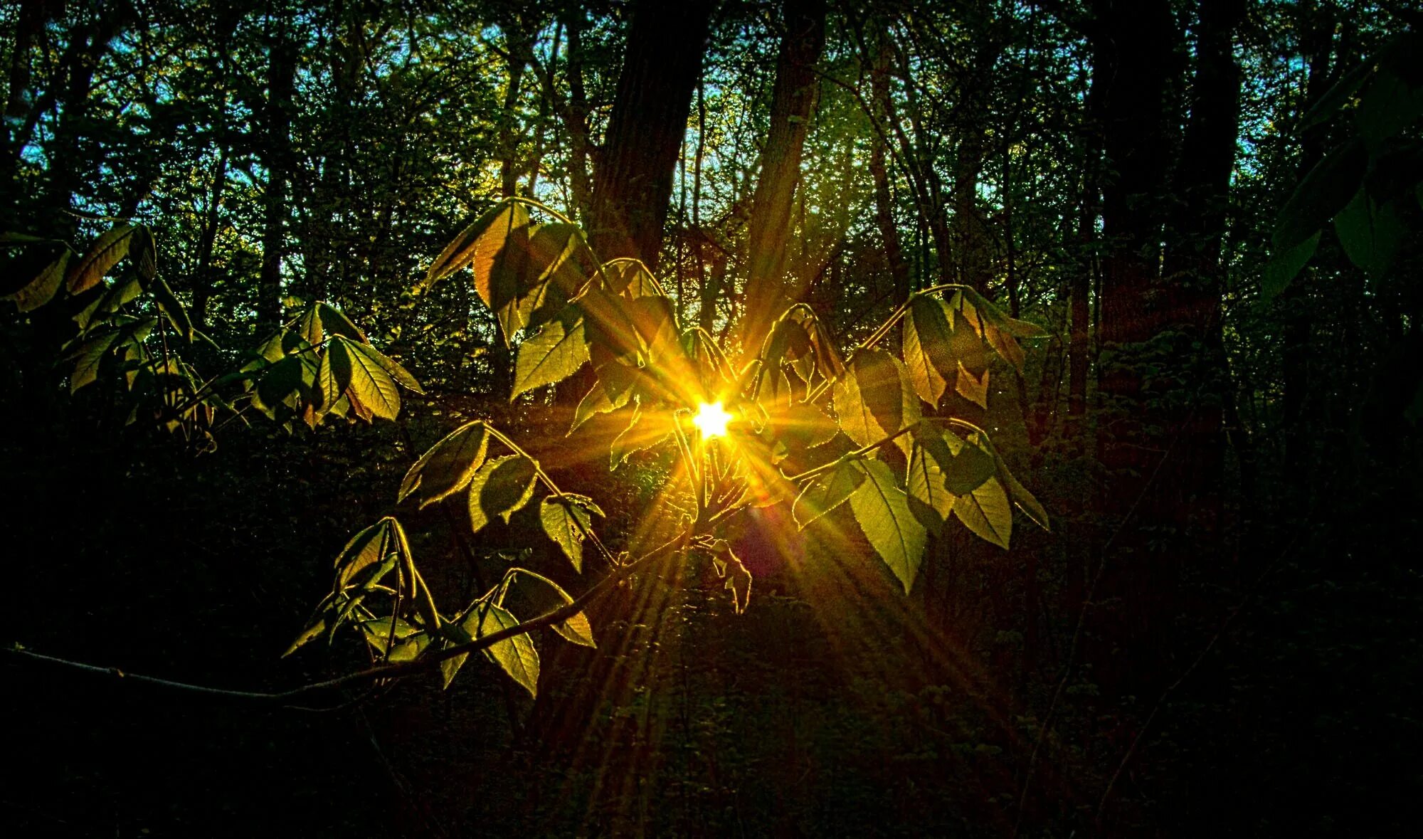 Sunny luminary