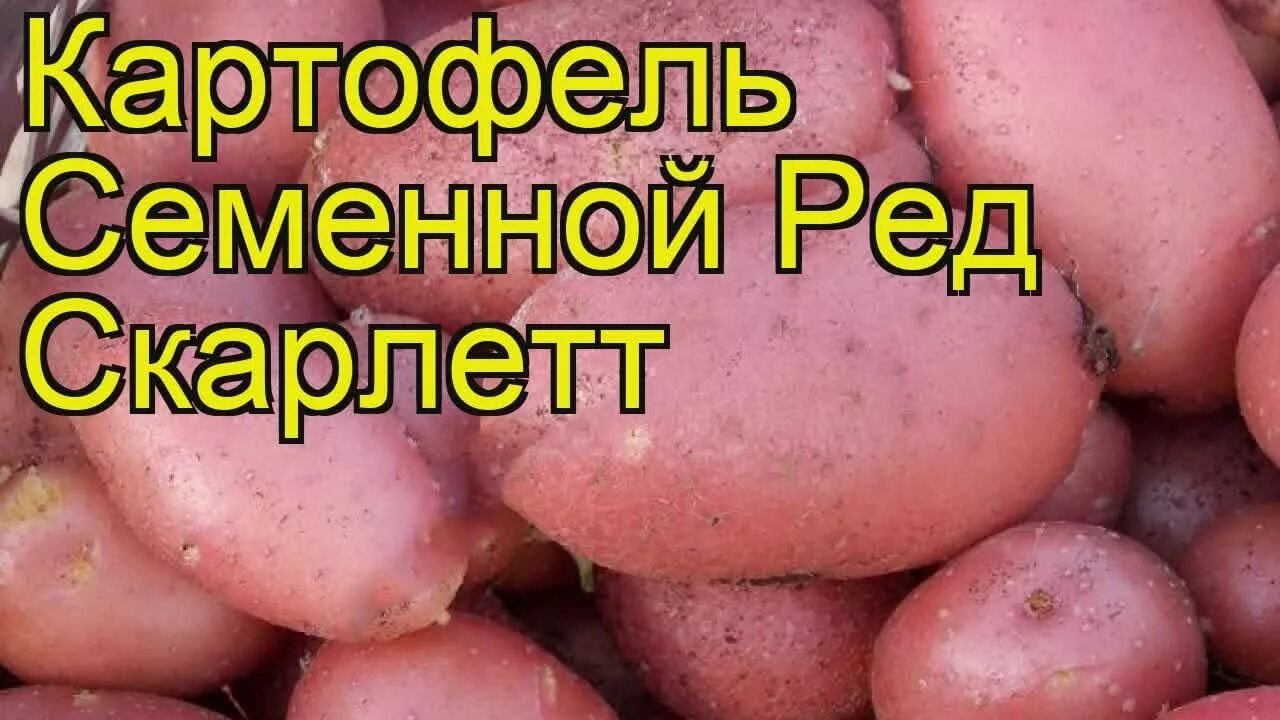 Картофель семенной 2кг сорт Ред Скарлетт купить с доставкой в МЕГАСТРОЙ Казань