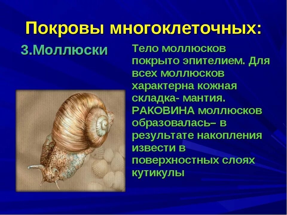 Покровы тела у животных. Покров брюхоногих моллюсков биология 7 класс. Тело моллюсков покрыто. Моллюски покровы тела. Покровы тела двустворчатых моллюсков