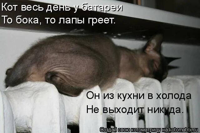 кот греет лапки