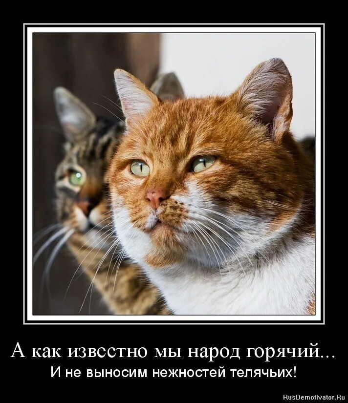 нежность юмор. бременские музыканты пиф паф. а как известно мы народ горячий текст. пиф паф разбойники из бременских музыкантов. мы народ горячий.