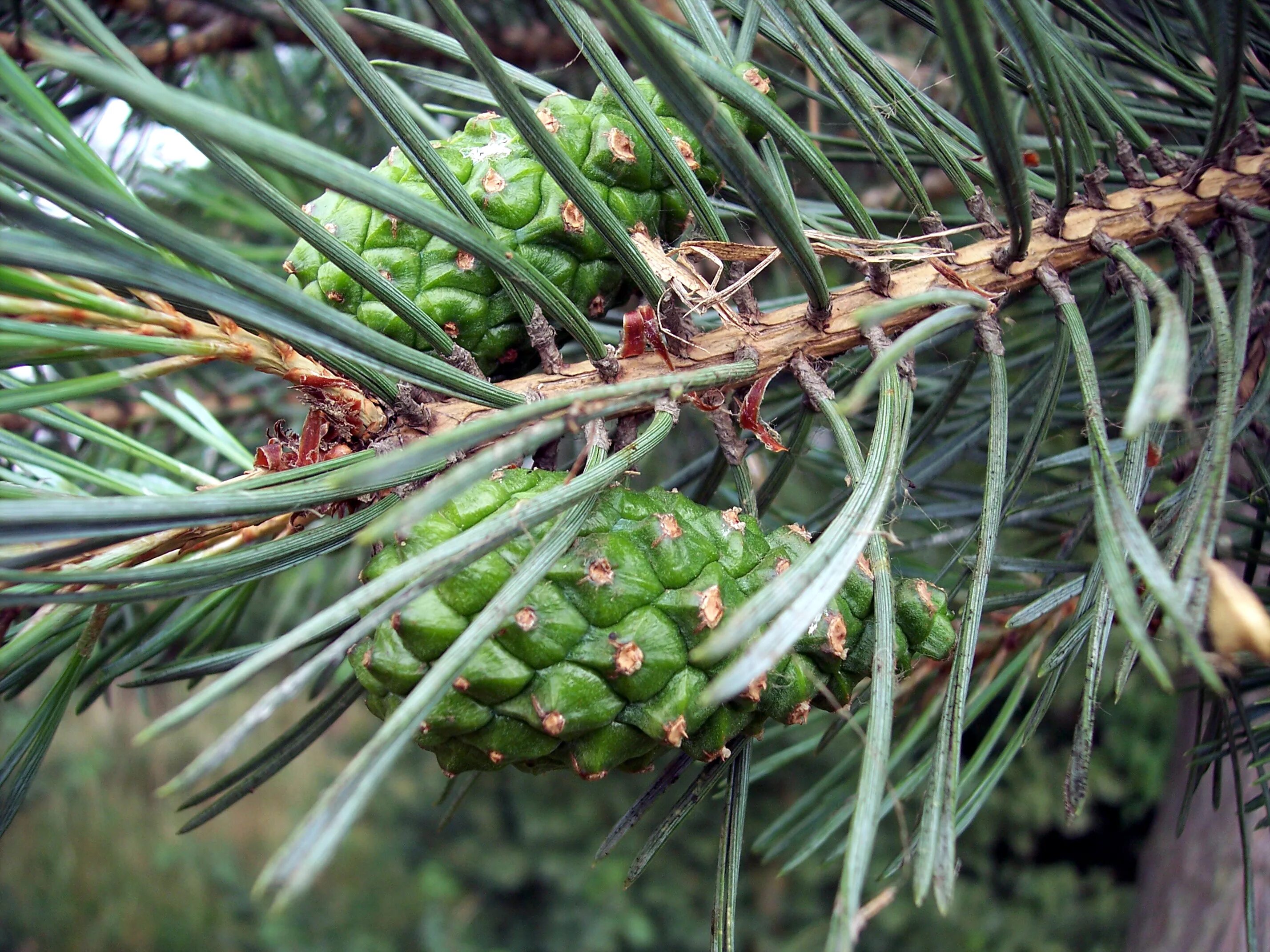 Хвойные побеги. Сосна обыкновенная (Pinus Sylvestris) хвоя. Сосна обыкновенная (Pinus Sylvestris) побеги. Сосна обыкновенная – Pinus Sylvestris шишки. Микростробилы сосны обыкновенной.