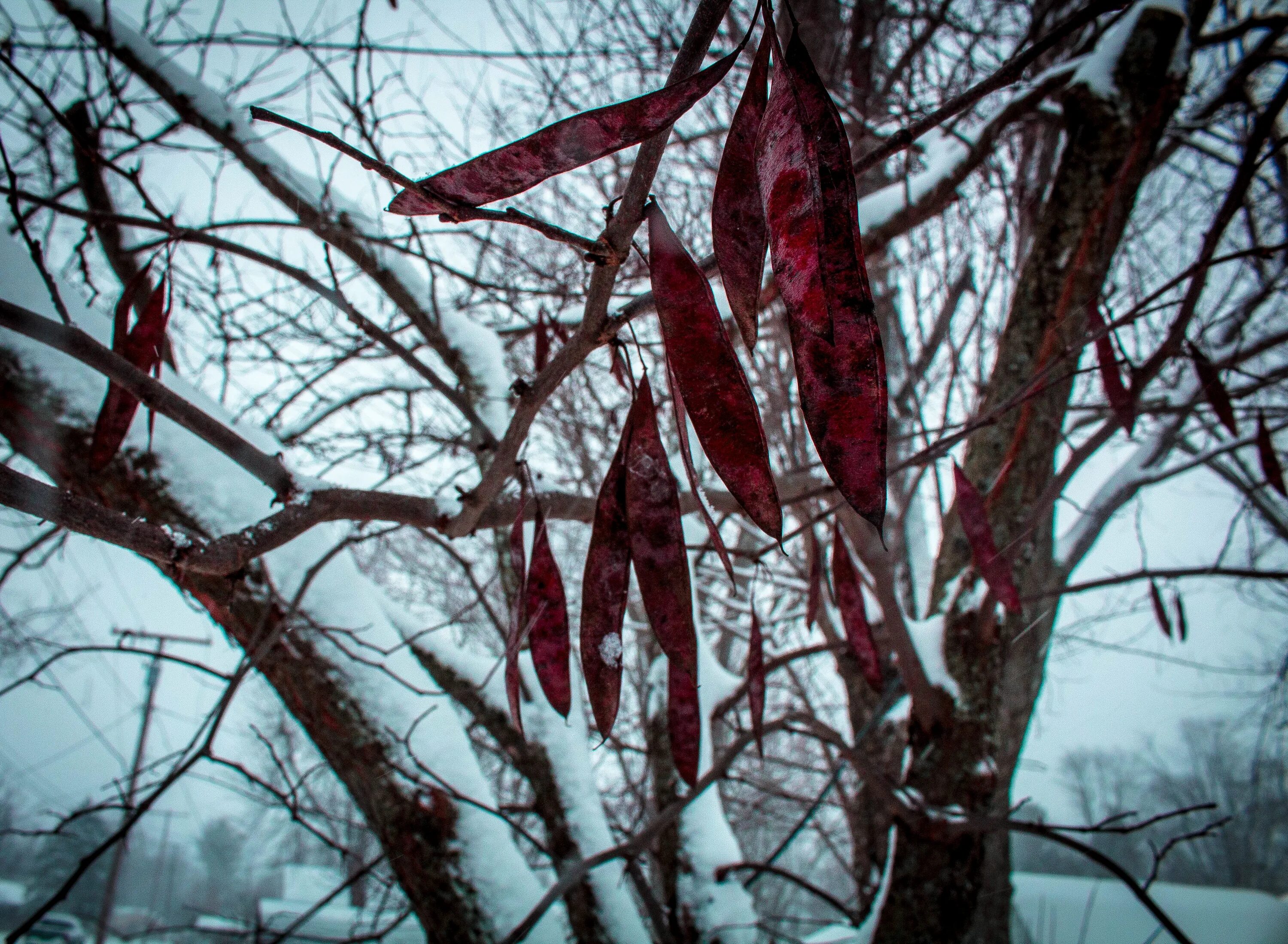 Почему краснеет дерево. Красное дерево в снегу. Художественное фото красное дерево. Дерево без листьев зима. Почему краснеет голое дерево.