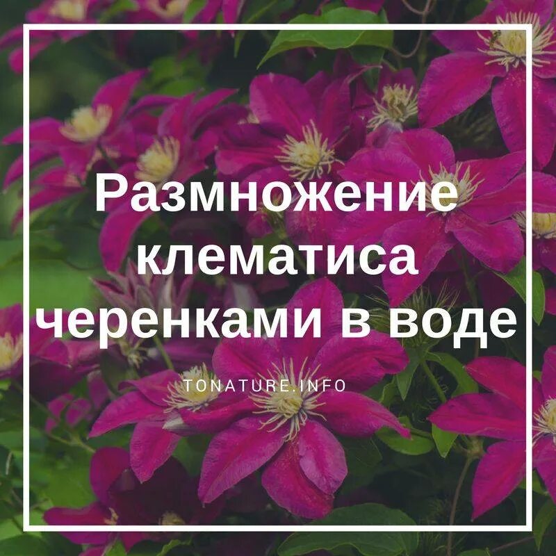 Черенкование клематиса весной. Клематис черенками размножить. Клематис размножение отводками весной. Клематис размножение черенками весной. Клематис отводками.