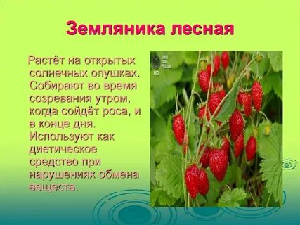 Текст земляника