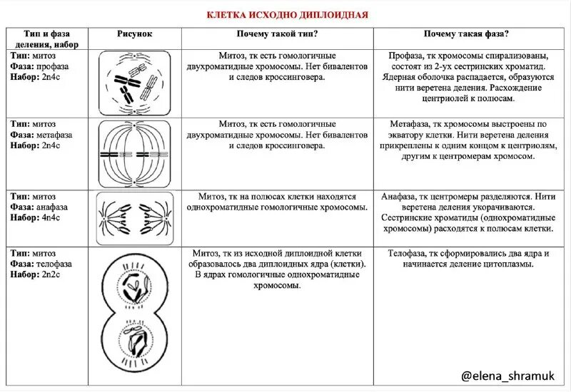Фазы деления исходной диплоидной клетки. Фаза митоза таблица фаза процессы. митоз фазы и процессы таблица. фазы митоза таблица фаза рисунок процесс. стадии митоза таблица процессы.