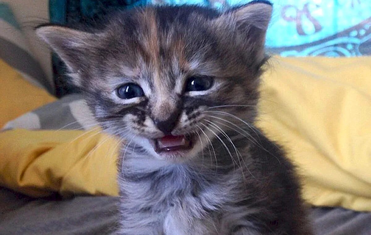 Кот плачет. Грустный котенок. Умеют ли коты плакать. Плачущие котята. Кошки умеют плакать.