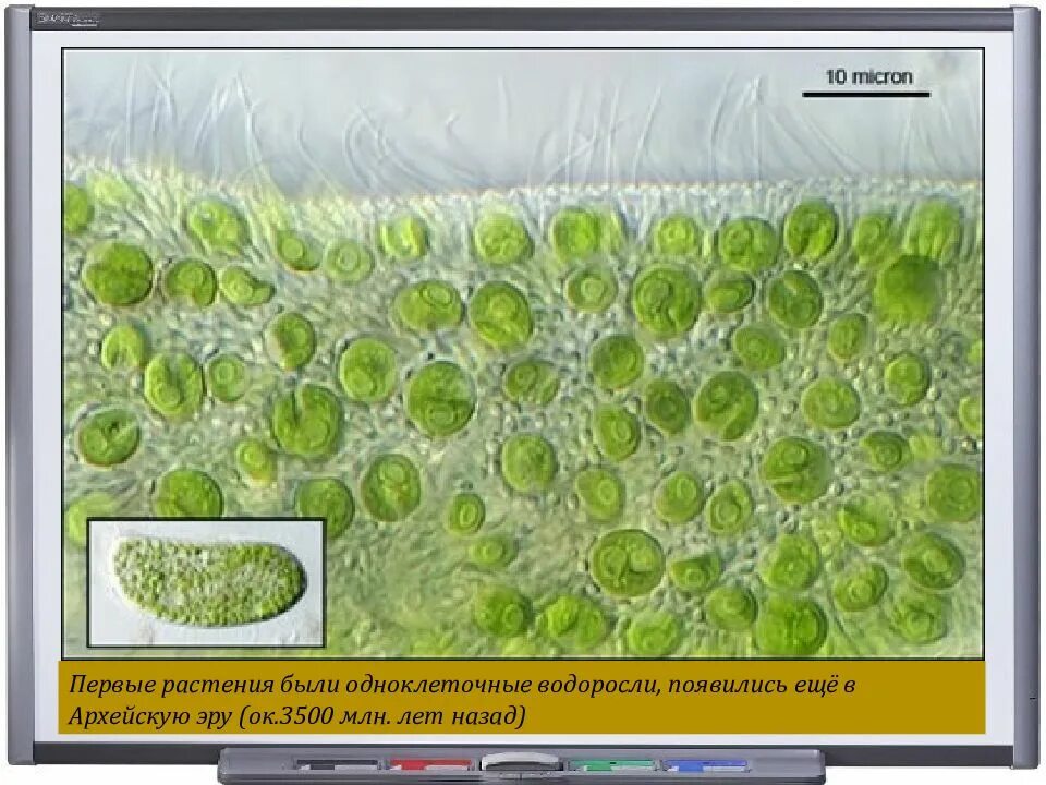 Эволюция одноклеточных водорослей. Одноклеточная водоросль хлорелла. Одноклеточная зеленая водоросль хлорелла. Одноклеточные растения хлорелла. Хлорелла цианобактерии.
