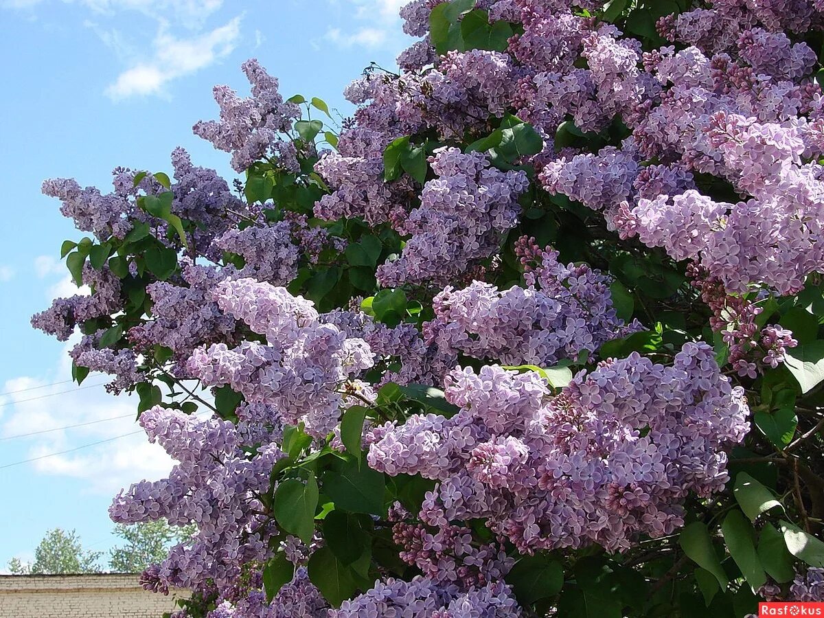сирень кавур. пышный куст сирени. пышный куст сирени. сирень обыкновенная габитус. сирень древовидная.