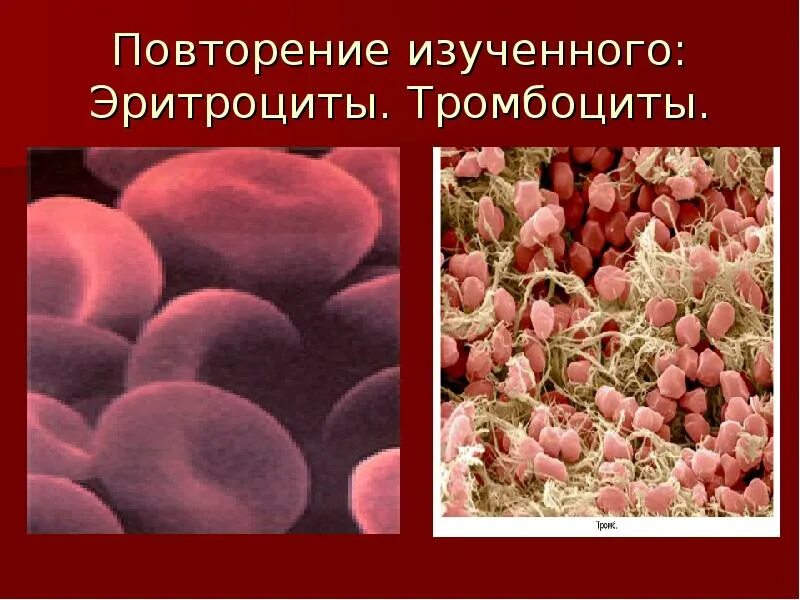 Тромбоциты 10 что это. Фибрин, эритроциты, тромбоциты. кровяные клетки тромбоциты. тромбоциты под микроскопом. тромбоциты фото.