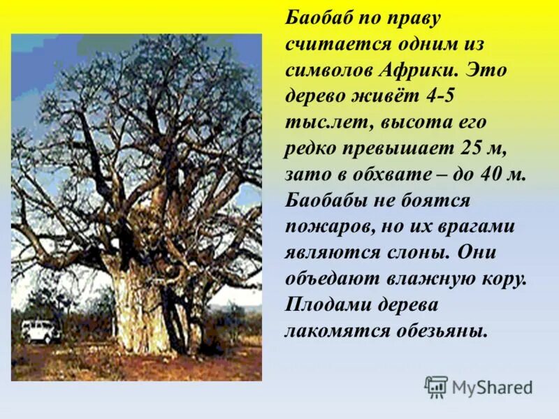 Баобаб описание. Дерево баобаб фото описание. Продолжительность жизни деревьев баобаб. Баобаб краткая информация. Где находится баобаб