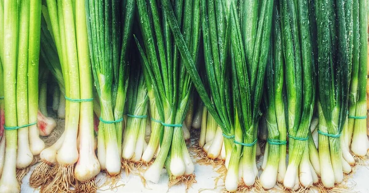 Scallion