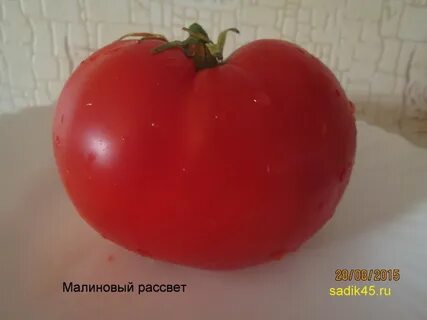 Томат рассвет