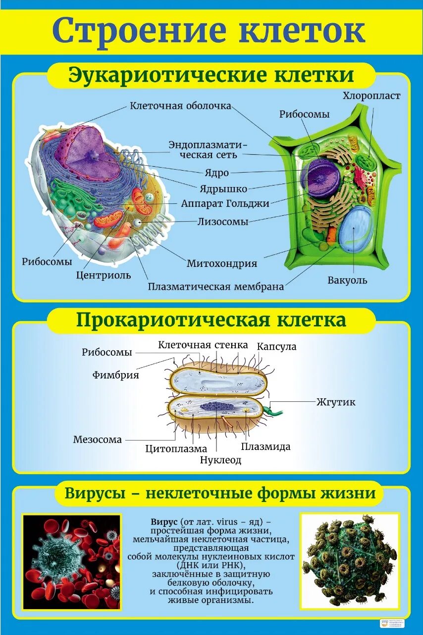 Структура биологической клетки