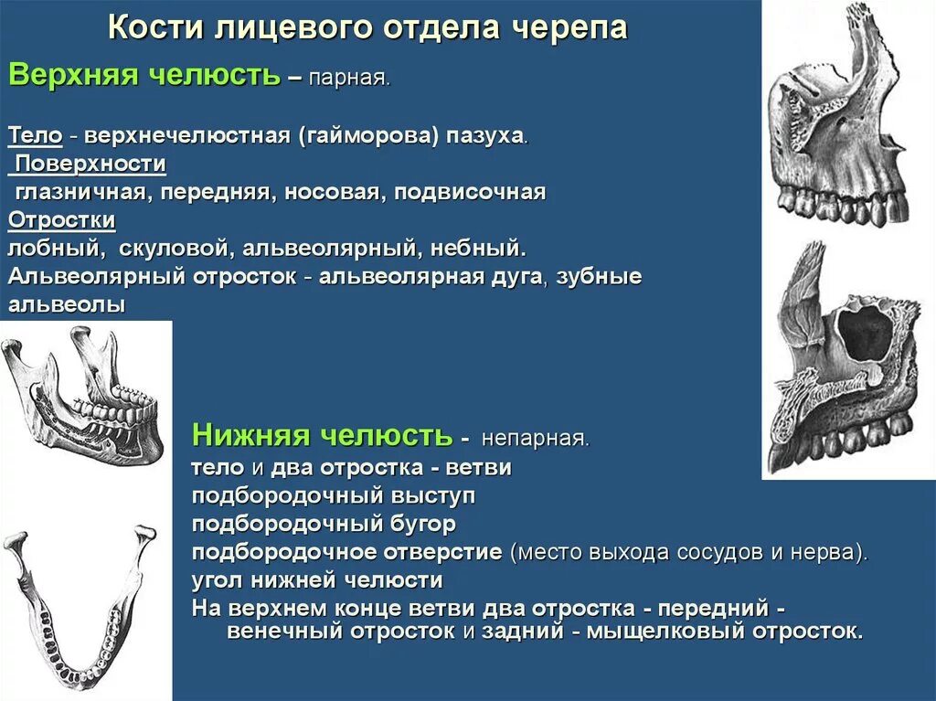 Развитый подбородочный выступ череп. Кости лицевого отдела нижняя челюсть. Кости верхней челюсти. Кости лицевого черепа нижняя челюсть. Кости лицевого отдела черепа верхняя челюсть.