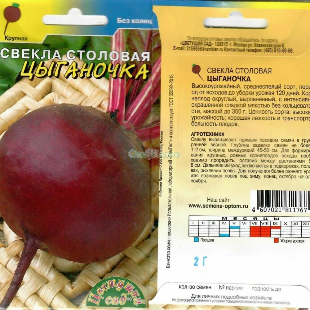 Сорт свеклы цыганочка. Свекла браво уральский дачник. Сорт свеклы цыганочка. Свекла цыганка. Свекла цыганка.