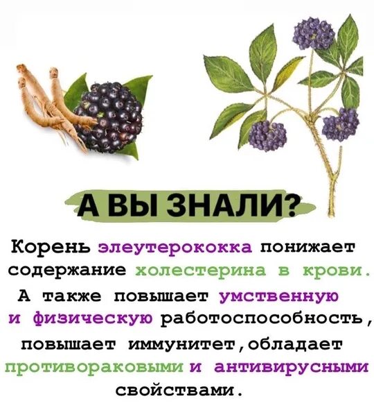 САЖЕНЦЫ ЭЛЕУТЕРОКОККА КОЛЮЧЕГО в Рязани
