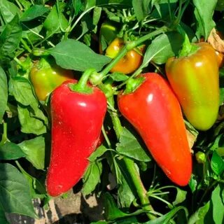 Pepper love