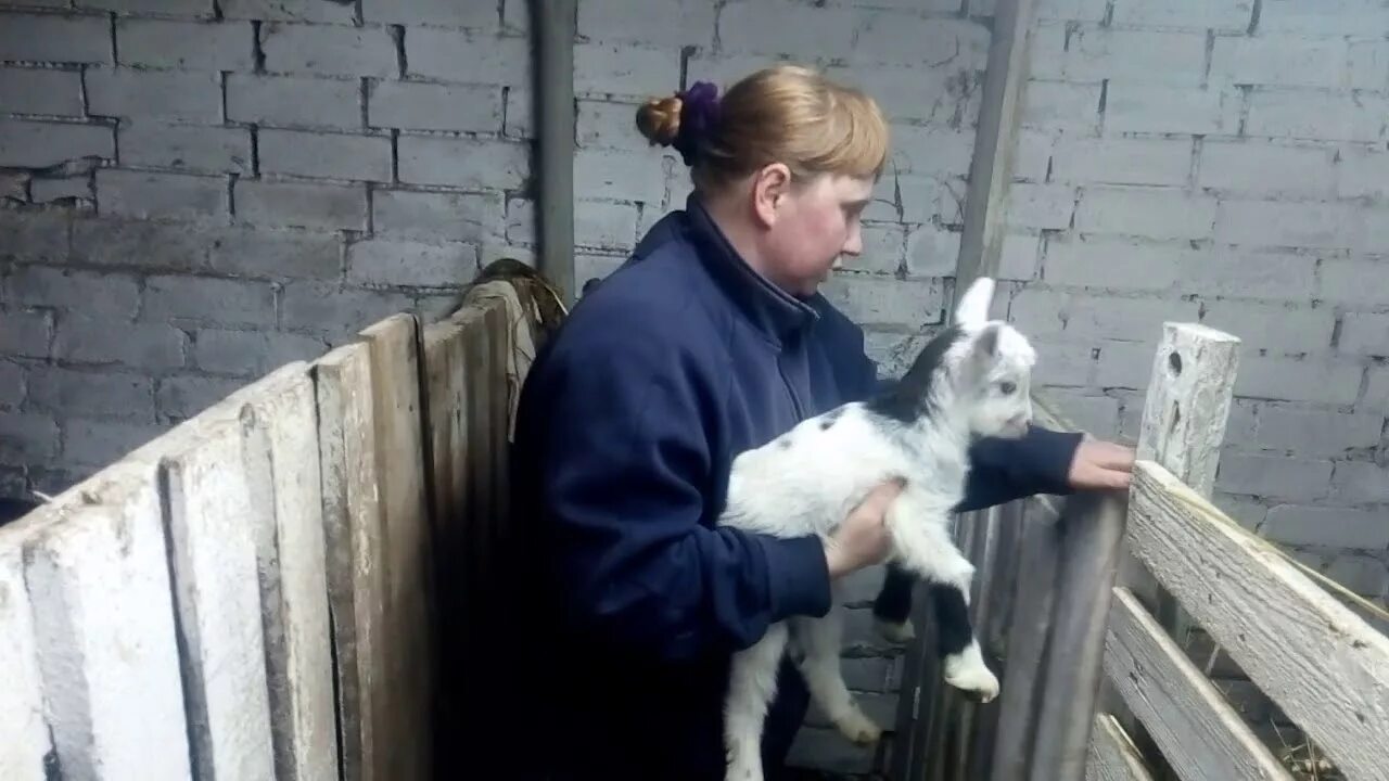 Как делать укол козе. Укол козленку внутримышечно. седимин для коз.